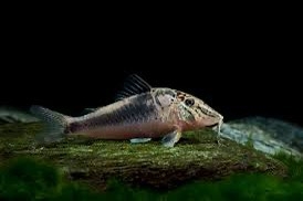 Corydoras Black Peru