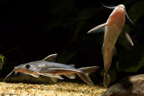 Mèo Nemadoras Elongatus Wild sz 8-9