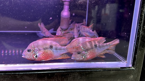 Hải hồ Ellioti
