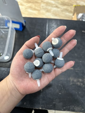 Quả sủi tròn ghi 2cm