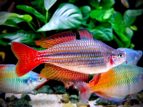 Cầu Vồng Cầu vồng kẻ size 6-7cm