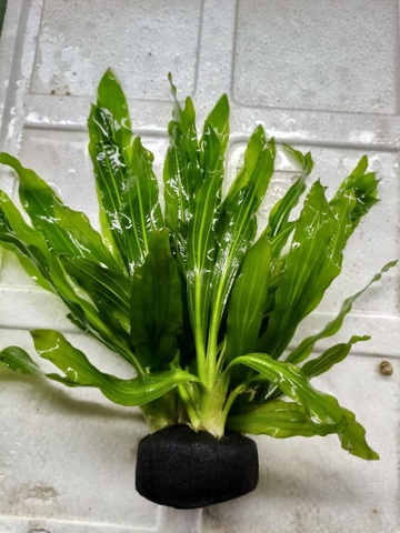 Lưỡi mèo giá thể