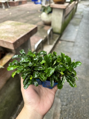 Cây bucep thuỷ mộc