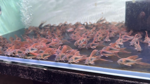 Chuột cafe cánh tiên