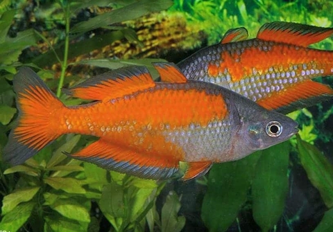 Cầu vồng Parkinsoni size 8cm