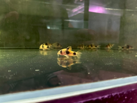 Chuột Weitzmani Wild ( 4,5-5cm )
