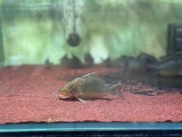 Chuột Green mũi dài Wild