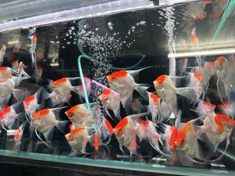 Thần tiên Koi Abino (6,5-8cm )