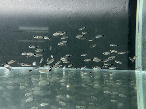 Chuột mini Hastatus