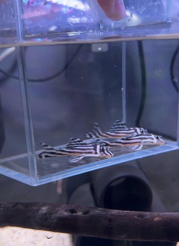 Pleco L46  ( 6.5-7cm )