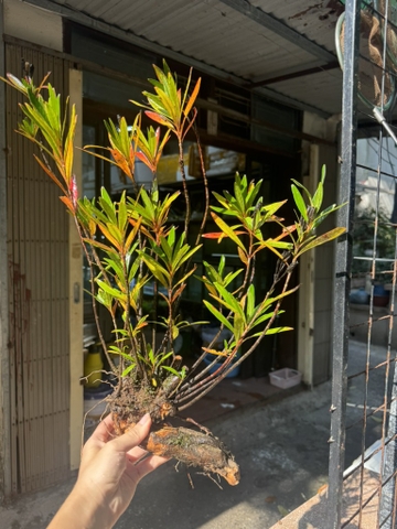 Mị nương trung