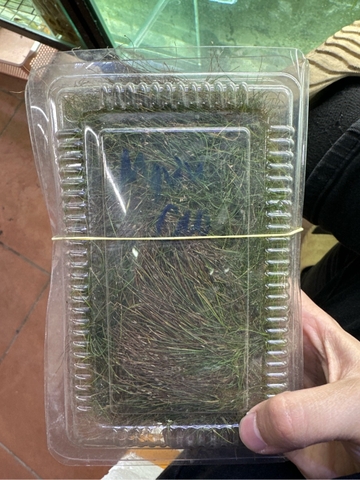 Cây : Ngưu Mao Chiên - cao ( hộp đất )