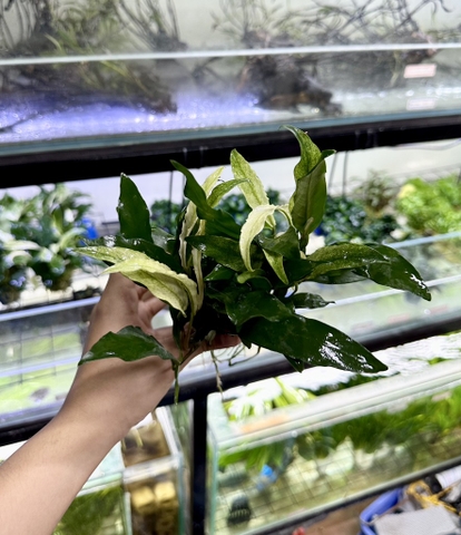 Cây Ráy lưỡi hổ