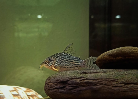 chuột stebai , albino nhỏ