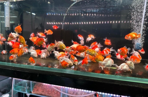 Pingpong , ranchu , oranda