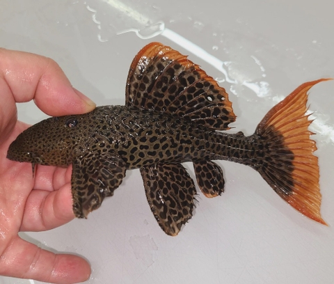 Pleco L600 size 14+cm