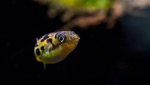 Nóc mini ( ăn ốc hại )