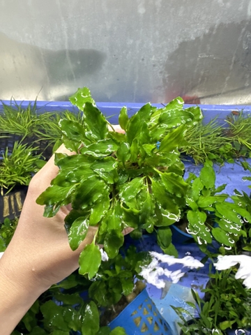 Cây : Tiêu Thao Xanh ( cốc )