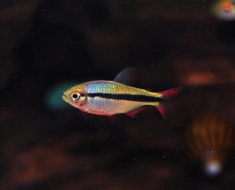 Cá Lapis tetra ( sz cối )
