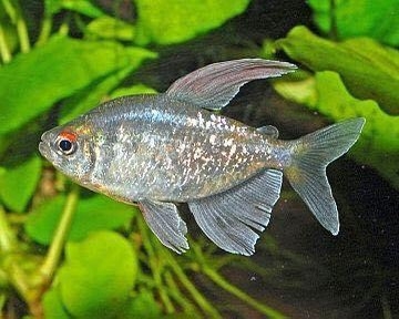 Diamond tetra
