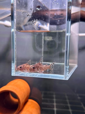 Corydoras Hypnos Cw173 Wild 3-4cm