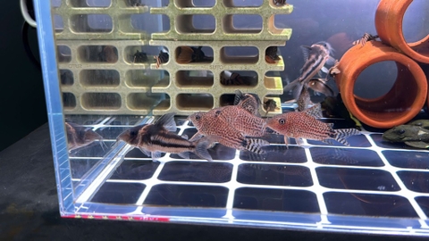 Chuột SP 06 sz 6,5-7cm