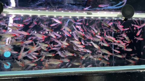 Sóc đầu đỏ size cối