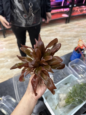 Cây : Cải Đỏ ( bó lá cạn )