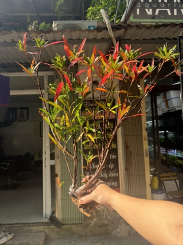 Mị nương to