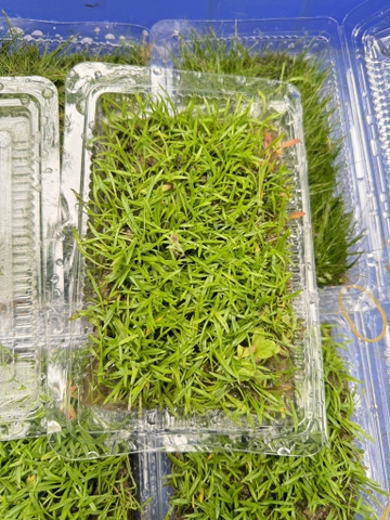 Cây : Huệ nước ( Hộp )