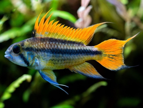 Phượng hoàng Caca Orange