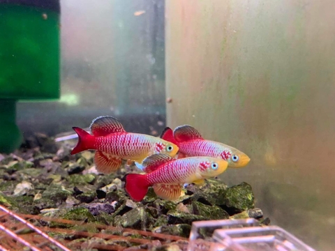 Killi Guentheri size 4cm
