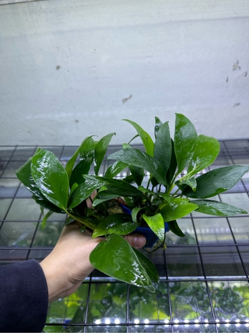 Cây : Ráy Lá Dài ( cốc )