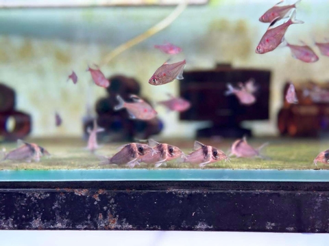 Chuột C004 (4,5-5cm )