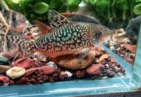 Corydoras Geyri
