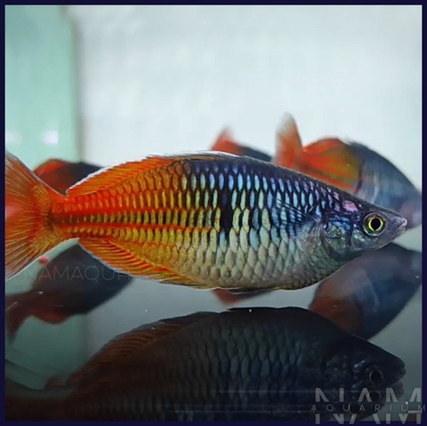 Cầu vồng Thạch Mỹ Nhân size 7+