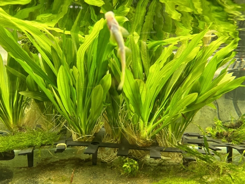 Cây : Lưỡi Mèo ( khóm )