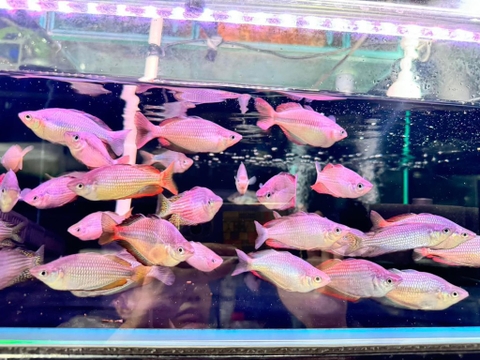 Cầu vồng splendida 9-10cm