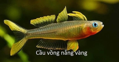 Cầu vồng nắng vàng
