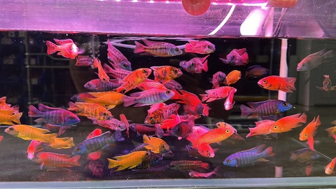 Cá Ali thái (6,5-7cm)