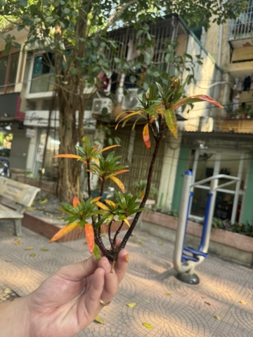 Mị nương mini