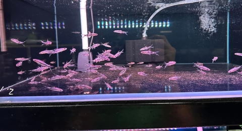 Hồng my - Tên lửa ( size 3-4 cm )