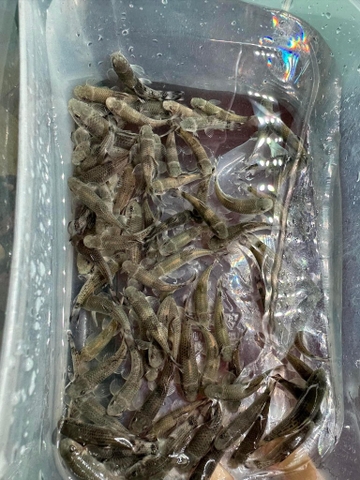 Bác sĩ panda size 4-5