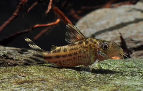 Corydoras Robinineae