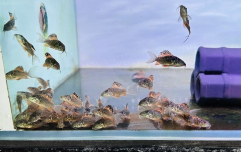 Chuột green sz 2cm