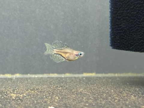 Cầu vồng chấm bi Short