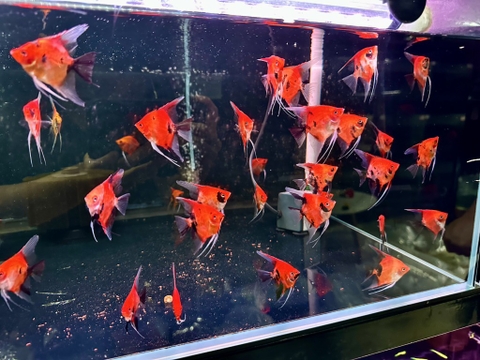 Thần tiên Red devil 5+cm