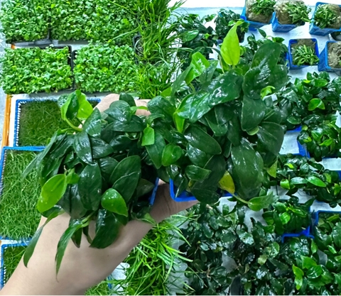 Cây : Ráy Nana Tàu ( cốc vuông )