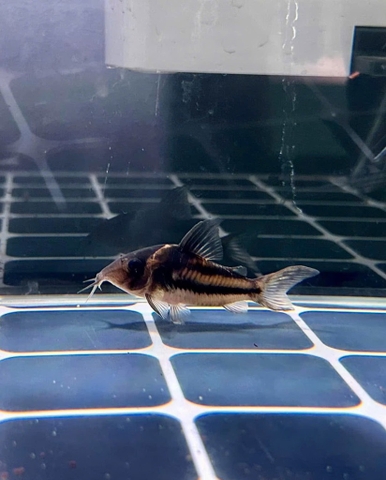 Chuột CW127 sz 6-7cm