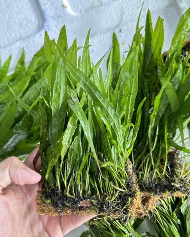 cây dương xỉ lá hẹp